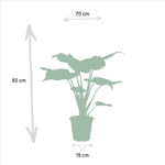 Load image into Gallery viewer, Tropical Indoor Trio - Alocasia zebrina - Ø19cm - ↕75cm + Alocasia cucullata - Ø19cm - ↕60cm + Alocasia lauterbachiana - Ø19cm - ↕75cm