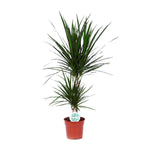 Load image into Gallery viewer, Dracaena Marginata - Ø17cm - ↕75cm
