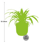 Load image into Gallery viewer, Chlorophytum comosum variegatum in ELHO Vibes Fold Pot, Yellow, Ø14cm - ↕15cm