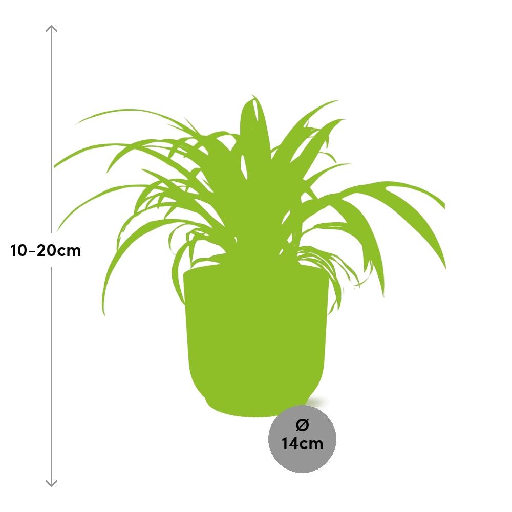 Chlorophytum comosum variegatum in ELHO Vibes Fold Pot, Yellow, Ø14cm - ↕15cm