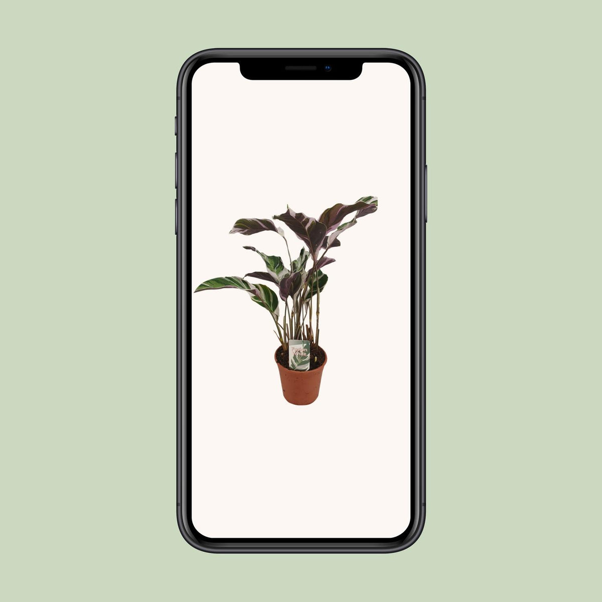 Calathea lietzei 'Fusion White' - Ø14cm - ↕40cm