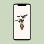 Load image into Gallery viewer, Calathea lietzei 'Fusion White' - Ø14cm - ↕40cm