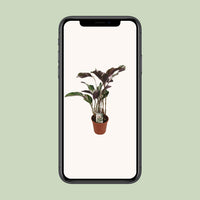 Calathea lietzei 'Fusion White' - Ø14cm - ↕40cm