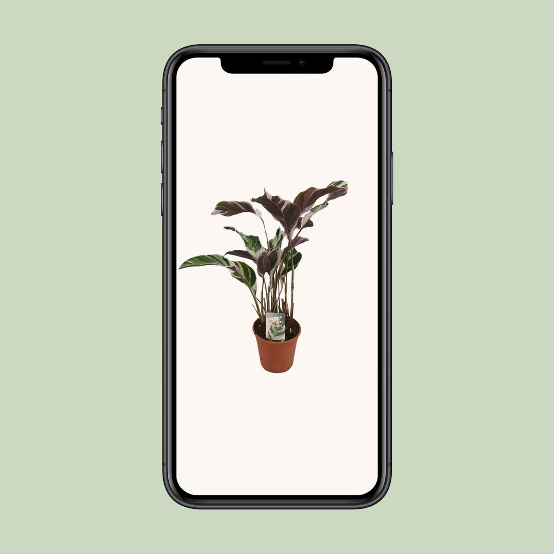 Calathea lietzei 'Fusion White' - Ø14cm - ↕40cm