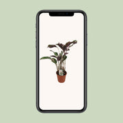 Calathea lietzei 'Fusion White' - Ø14cm - ↕40cm