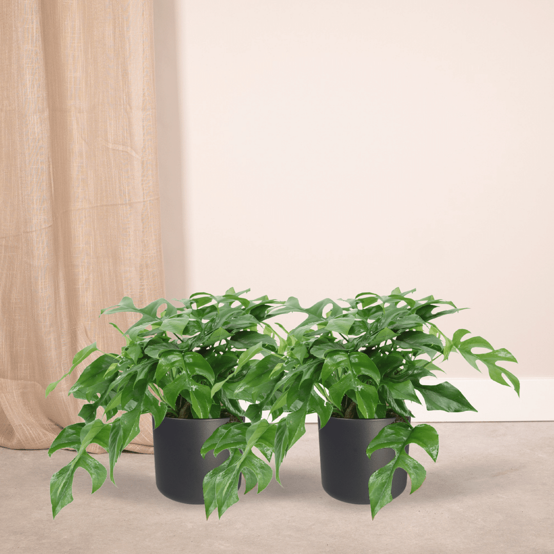 Monstera minima - 2 piante - Ø15cm - ↕25cm