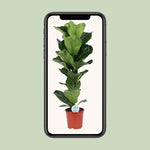 Load image into Gallery viewer, Ficus lyrata - Ø21cm - ↕90cm