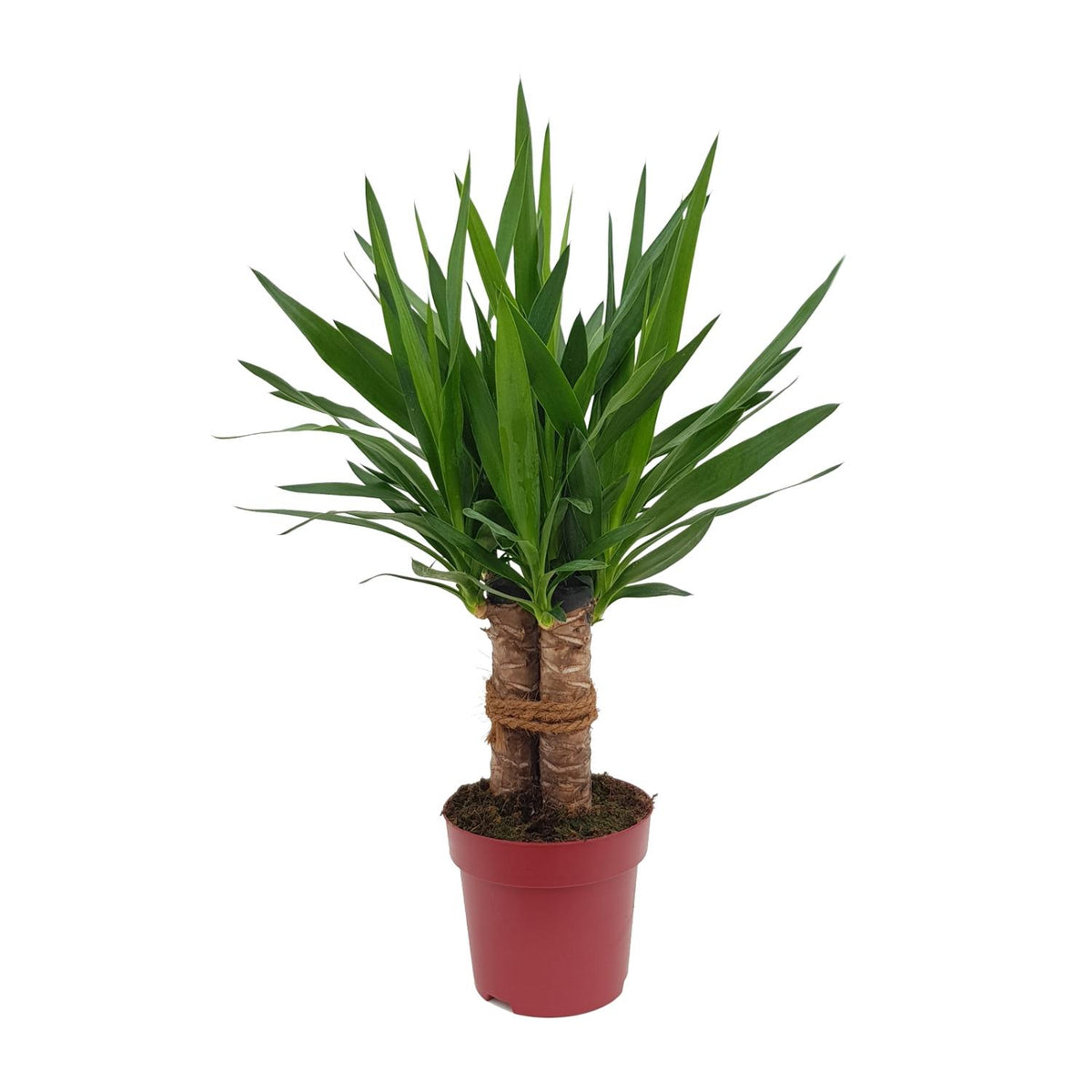 Yucca elephantipes 'Tres Cañas' - Ø19cm - ↕70cm