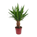 Load image into Gallery viewer, Yucca elephantipes 'Tres Cañas' - Ø19cm - ↕70cm
