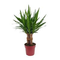 Yucca elephantipes 'Tres Cañas' - Ø19cm - ↕70cm