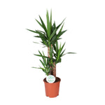 Load image into Gallery viewer, Yucca - Ø21cm - ↕90cm