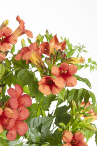 Campsis 'Summer Jazz Fire Trumpet' - Ø15 - ↨65cm