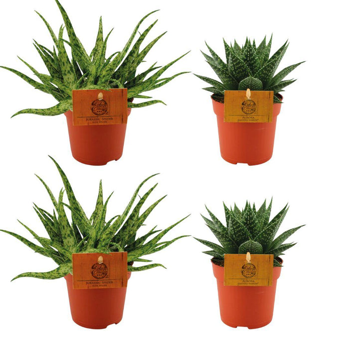 Set of 4 Plants - 2x Aloe 'Spider' + 2x Gasteria hybride 'Aurora' - Ø10.5cm - ↕10cm