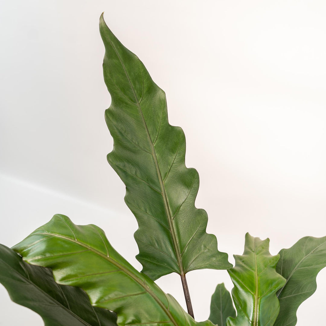Alocasia lauterbachiana in Selin Basket - Ø19cm - ↕80cm