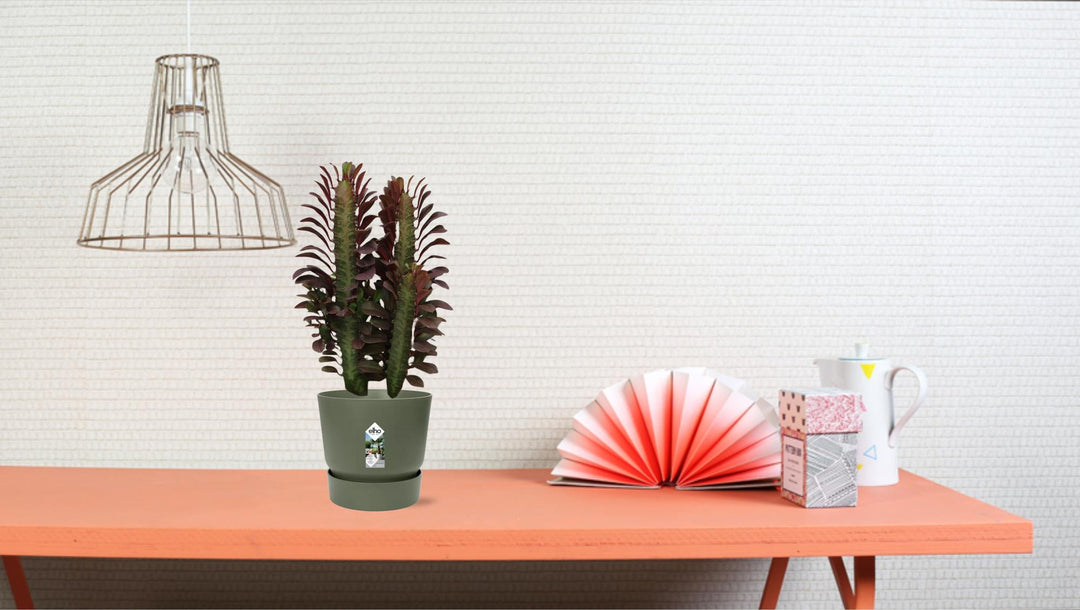 Euphorbia trigona 'Rubra' - Ø12cm - ↕40cm