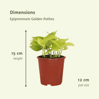 Epipremnum pinnatum 'Golden Pothos' (Scindapsus) - 4 plants - Ø12cm - ↕15cm