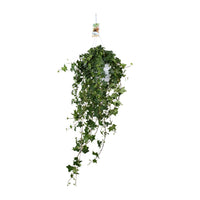 Hedera helix 'Pitsburg' - Ø17cm - ↕45cm