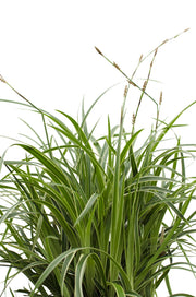 Carex morrowii 'Ice Dance' - Ø14cm - ↕30cm