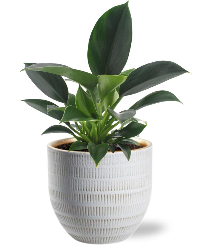 Philodendron Green Princess - Ø12cm - ↕25cm + White Beau Pot D14xH13cm