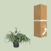 Phlebodium aureum 'Blue Star' - Ø17cm - ↕40cm