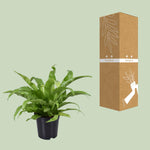 Load image into Gallery viewer, Asplenium antiquum - Ø17cm - ↕45cm