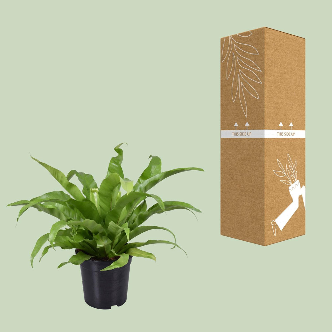 Asplenium antiquum - Ø17cm - ↕45cm