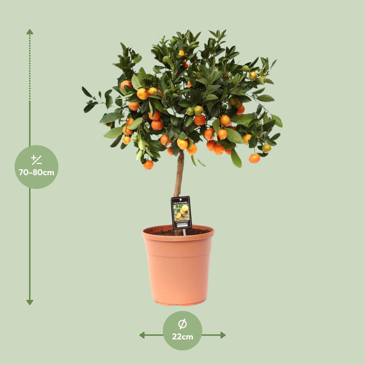 Citrus calamondin (Mandarino nano) - Ø22cm - ↕80cm