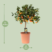 Citrus calamondin (Mandarino nano) - Ø22cm - ↕80cm