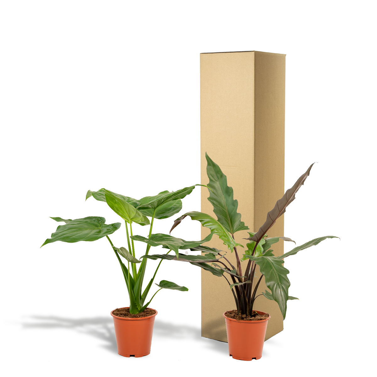 Duo tropicale da interno - Alocasia cucullata - Ø19cm - ↕60cm + Alocasia lauterbachiana - Ø19cm - ↕75cm