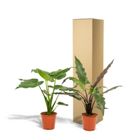 Duo tropicale da interno - Alocasia cucullata - Ø19cm - ↕60cm + Alocasia lauterbachiana - Ø19cm - ↕75cm