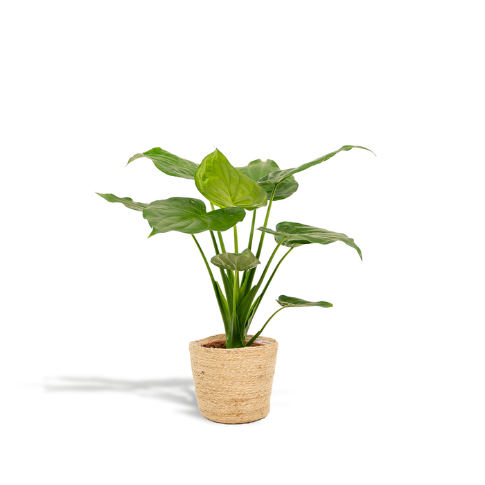 Alocasia cucullata in Selin Basket - Ø19cm - ↕65cm