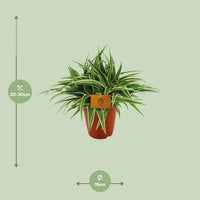 Chlorophytum comosum 'Ocean' - Ø15cm - ↕25cm