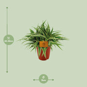 Chlorophytum comosum 'Ocean' - Ø15cm - ↕25cm