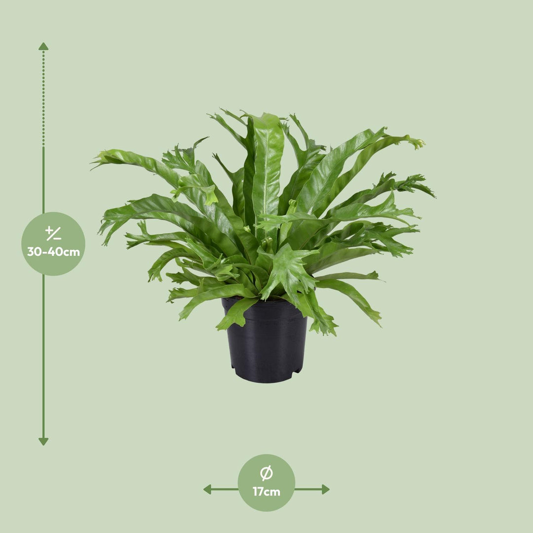 Asplenium nidus 'Crissie' - Ø17cm - ↕40cm