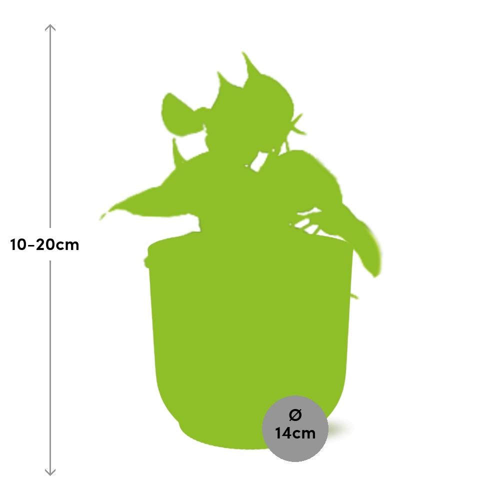 Philodendron scandens ‘Brasil’ in ELHO Vibes Fold, Yellow, Ø14cm ↕15cm