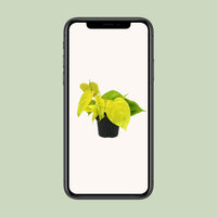 Philodendron scandens 'Lime' - Ø12cm - ↕20cm