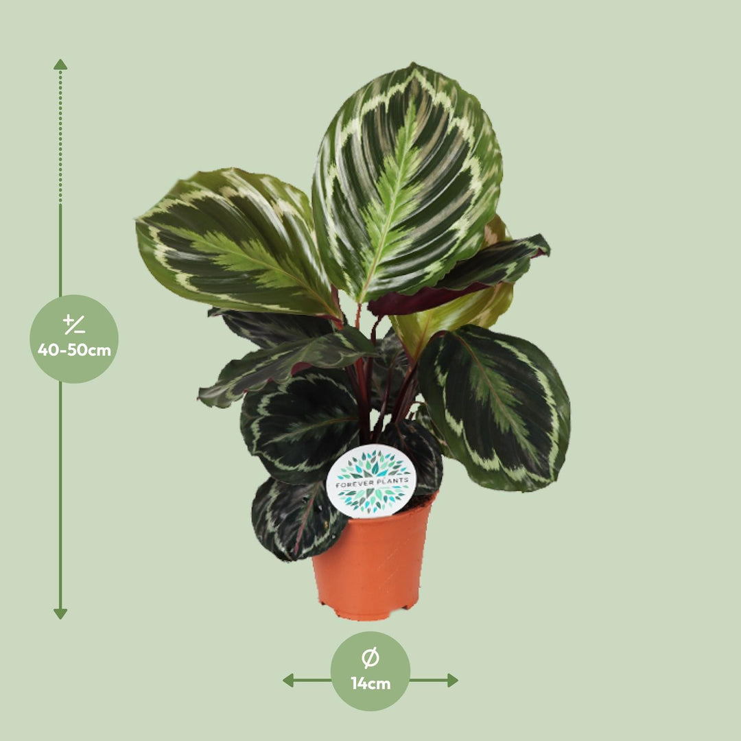 Calathea roseopicta 'Medallion' - Ø14cm - ↕45cm