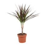 Load image into Gallery viewer, Dracaena marginata &#39;Magenta&#39; - Ø12cm - ↕50cm
