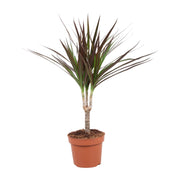 Dracaena marginata 'Magenta' - Ø12cm - ↕50cm