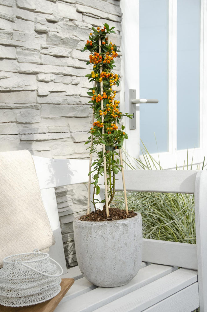 Pyracantha 'Orange Glow' - 3 pieces - ↨65cm - Ø15