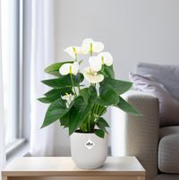 Anthurium andraeanum Bianco - Ø12cm - ↕45cm