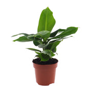 Musa acuminata 'Oriental Dwarf' - Ø12cm - ↕30cm