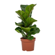 Ficus lyrata - Ø12cm - ↕30cm