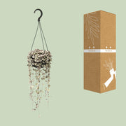 Ceropegia linearis Subsp. 'Woodii Variegata' - Ø14cm - ↕35cm