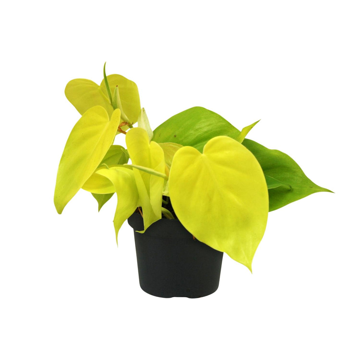 Philodendron scandens 'Lime' - Ø12cm - ↕20cm