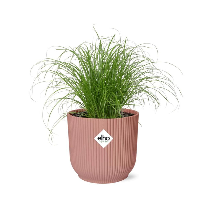 Cyperus alternifolius cat grass indoor plant in ELHO Vibes Fold pink pot, adding elegance to home decor.