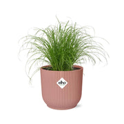 Cyperus alternifolius 'Zumula' (Cat Grass) in ELHO Vibes Fold, Pink, Ø14cm ↕25cm