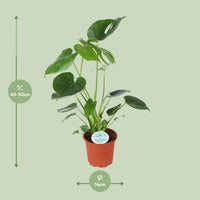 Monstera deliciosa - Ø14cm - ↕45cm