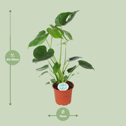 Monstera deliciosa - Ø14cm - ↕45cm