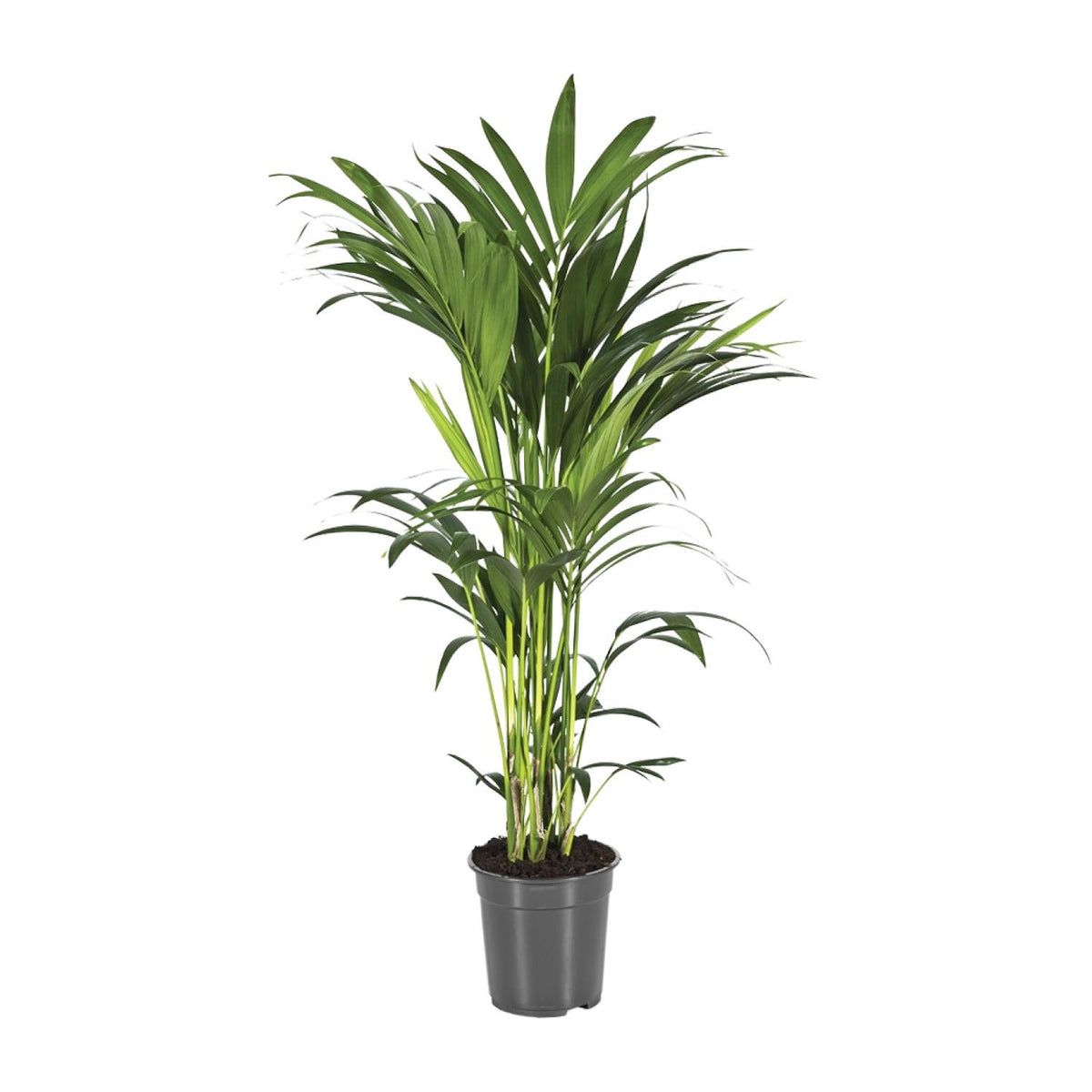 Howea Forsteriana (Kentia) - Ø21cm - ↕100cm
